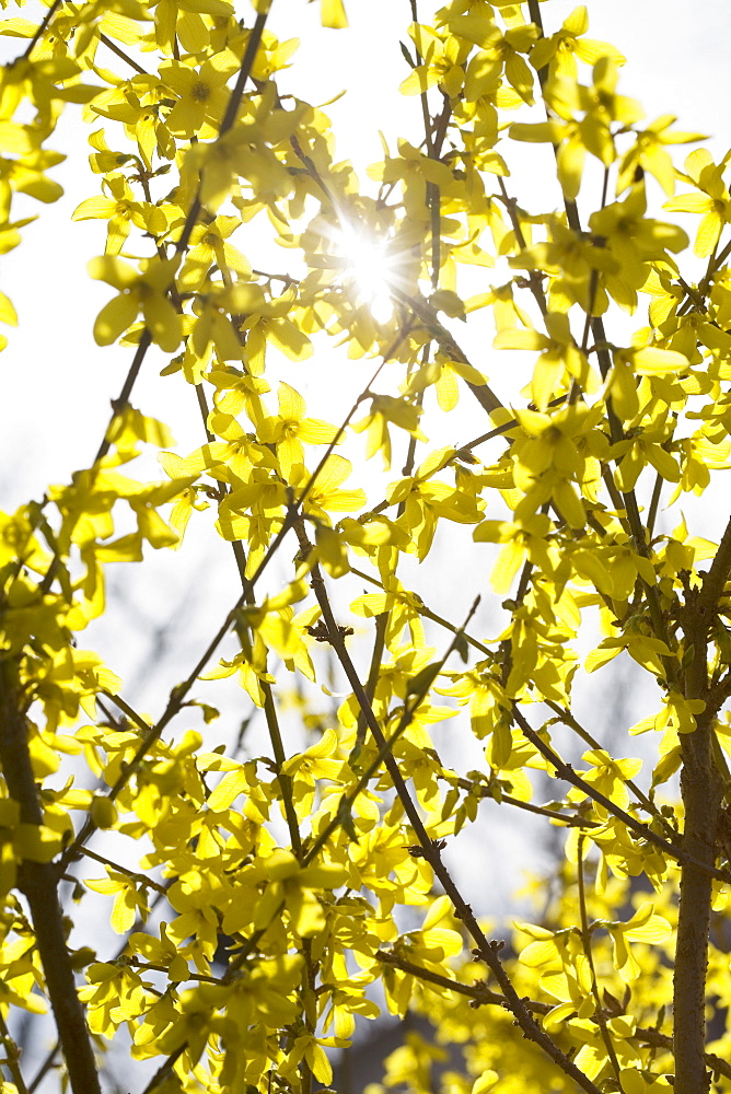 Yellow flowers