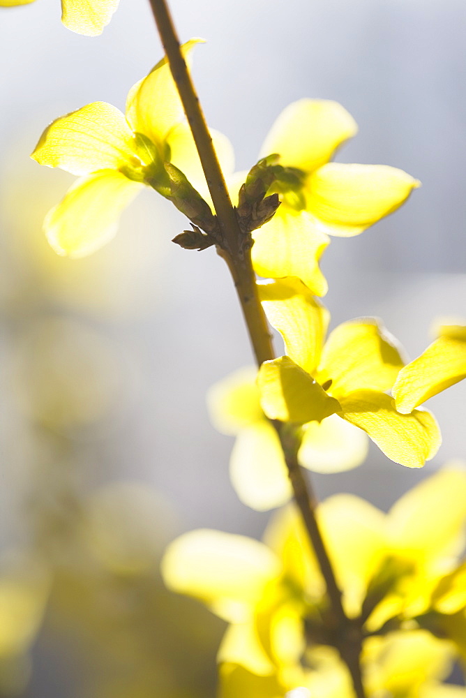 Yellow flowers