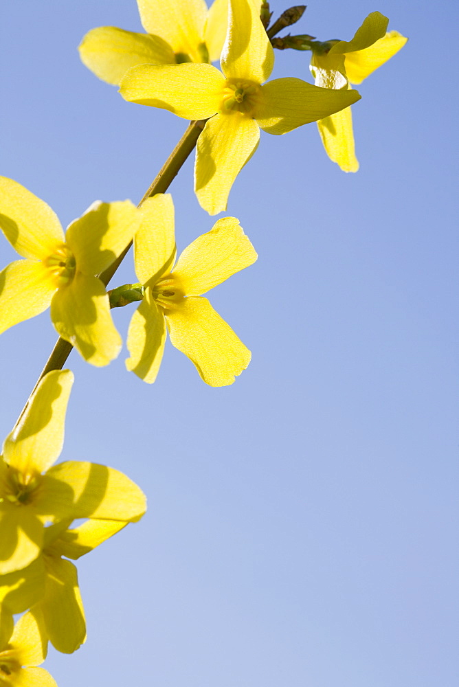 Yellow flowers