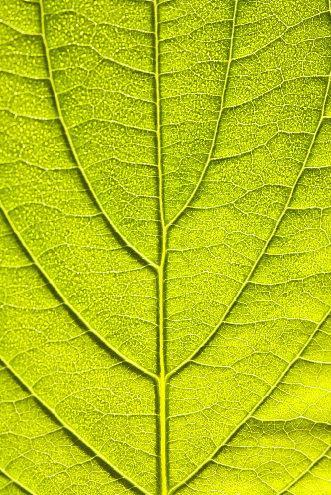 Leaf