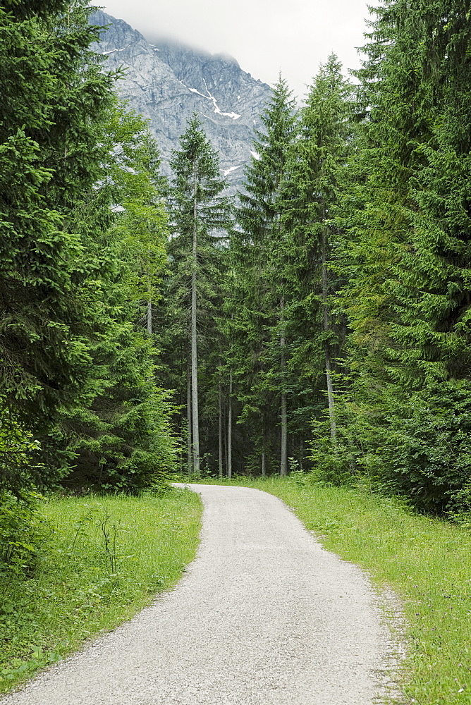 Path in forest