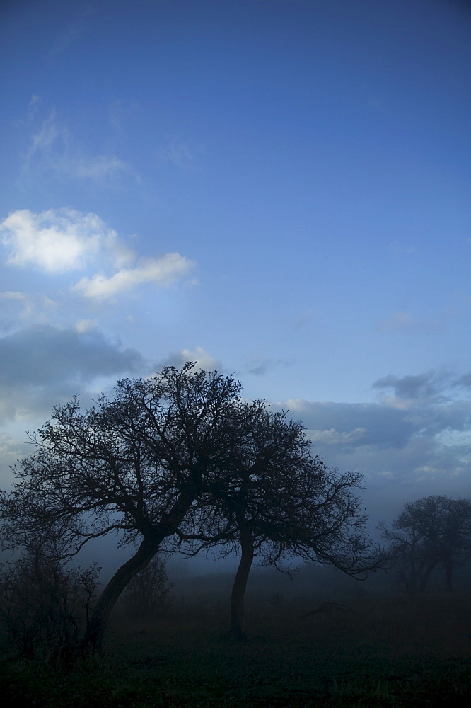 Trees on field in fog, Carbondale, Colorado, USA