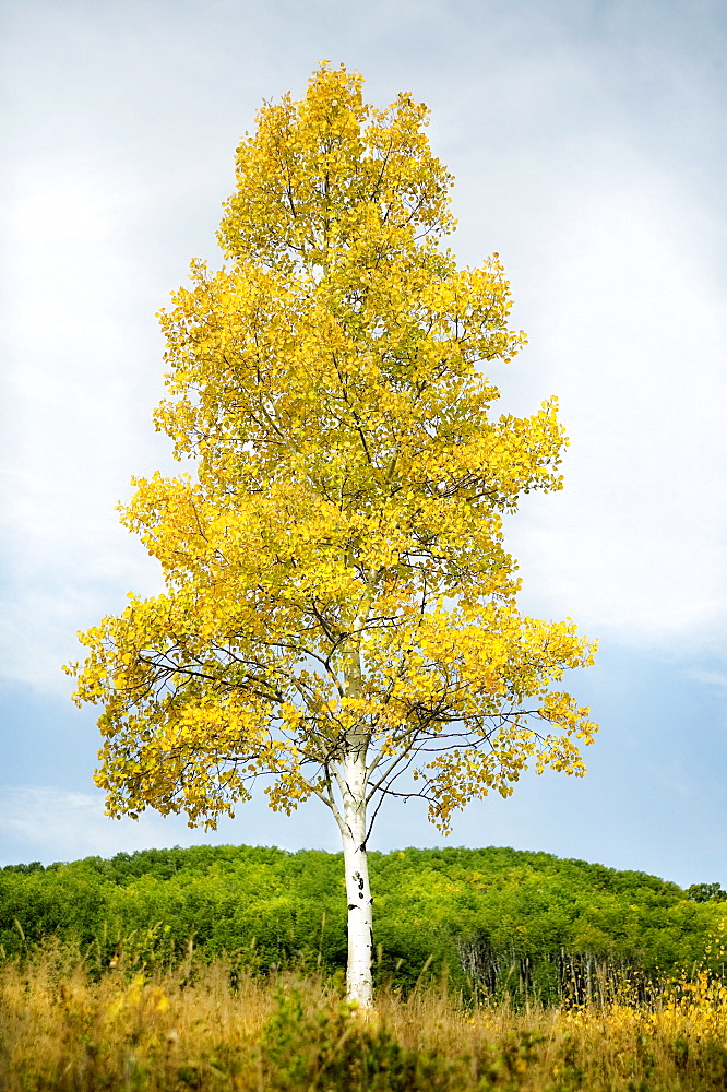 Steamboat Springs, Single tree standing on field in front of forest, Steamboat Springs, Aspen, Colorado, USA 