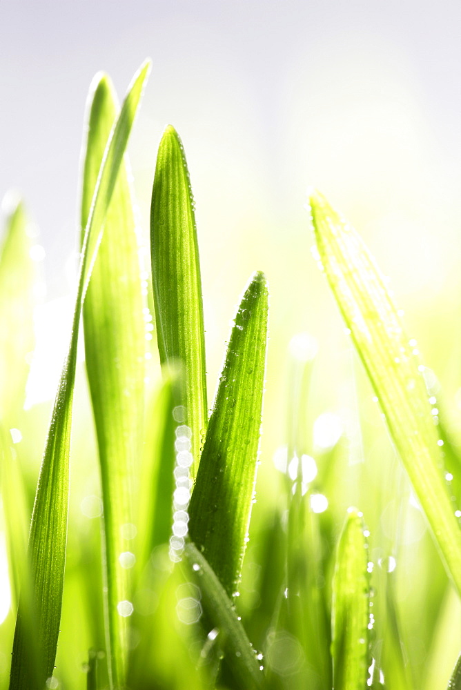 Leaves with dew, close-up