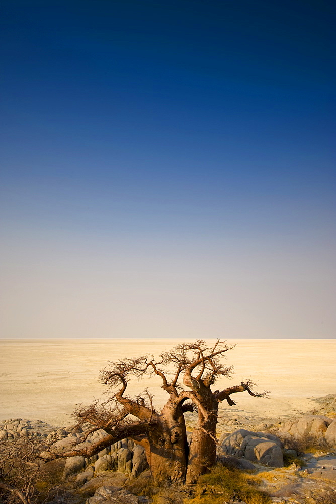 Barren trees in desert on Kubu Island, Botswana