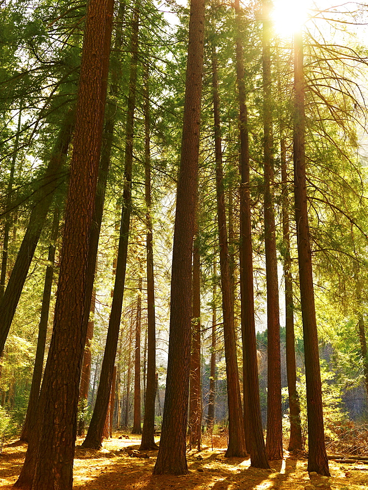 Tranquil forest scene