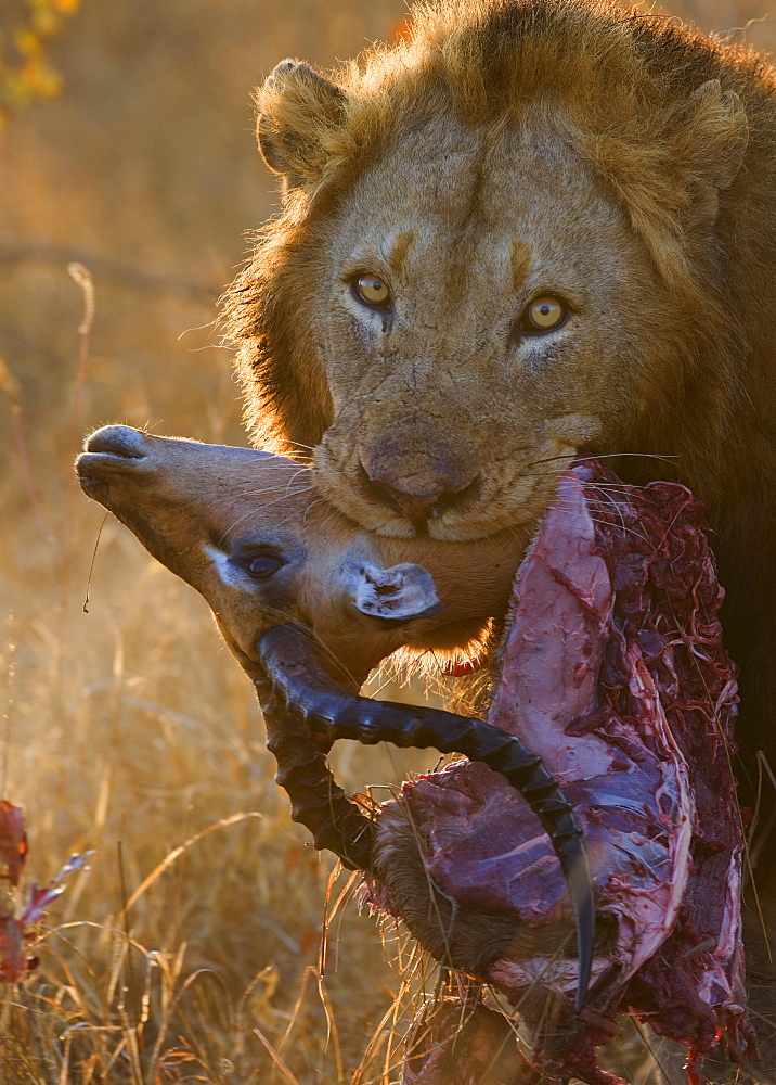 Close up of lion holding carcass in mouth