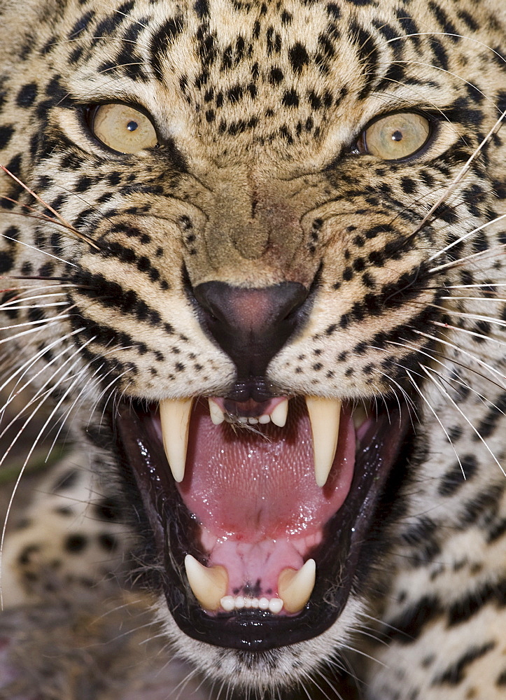 Close up of leopard growling