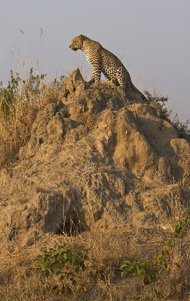 Leopard sitting dirt mount