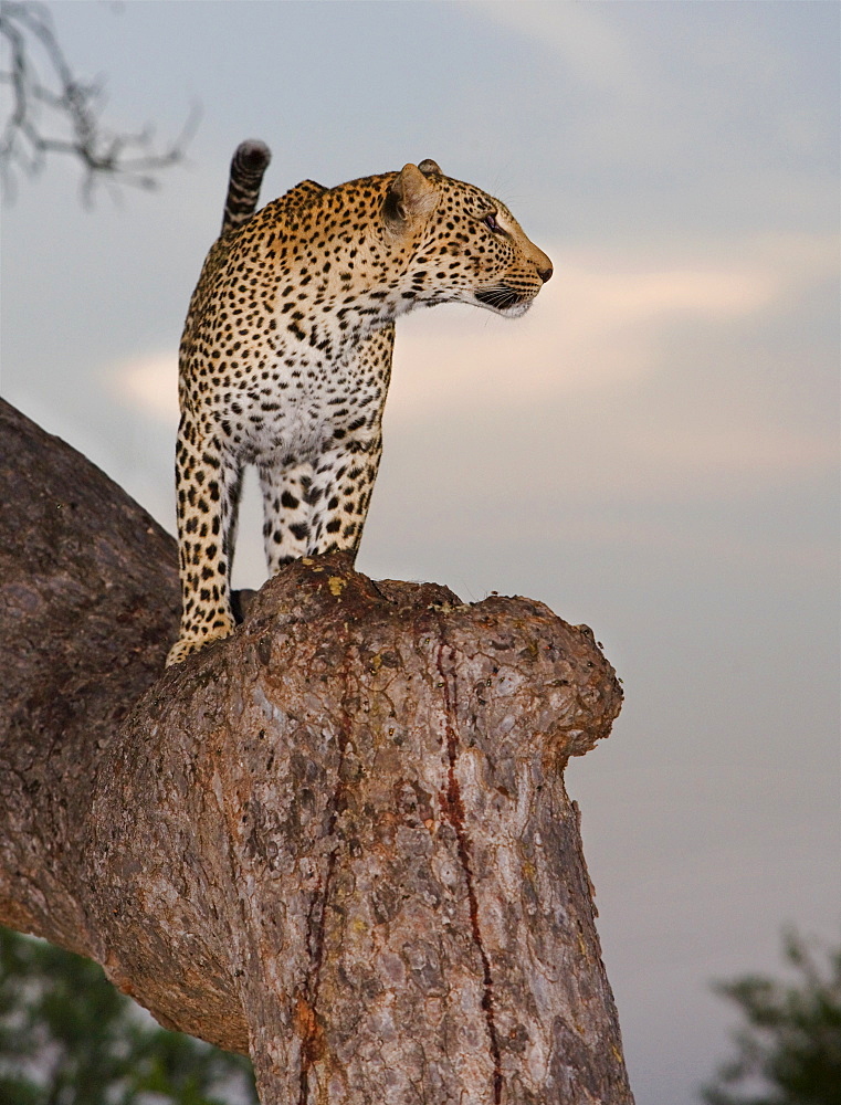 Leopard standing in tree