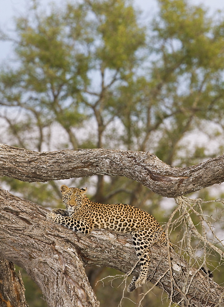 Leopard resting in tree