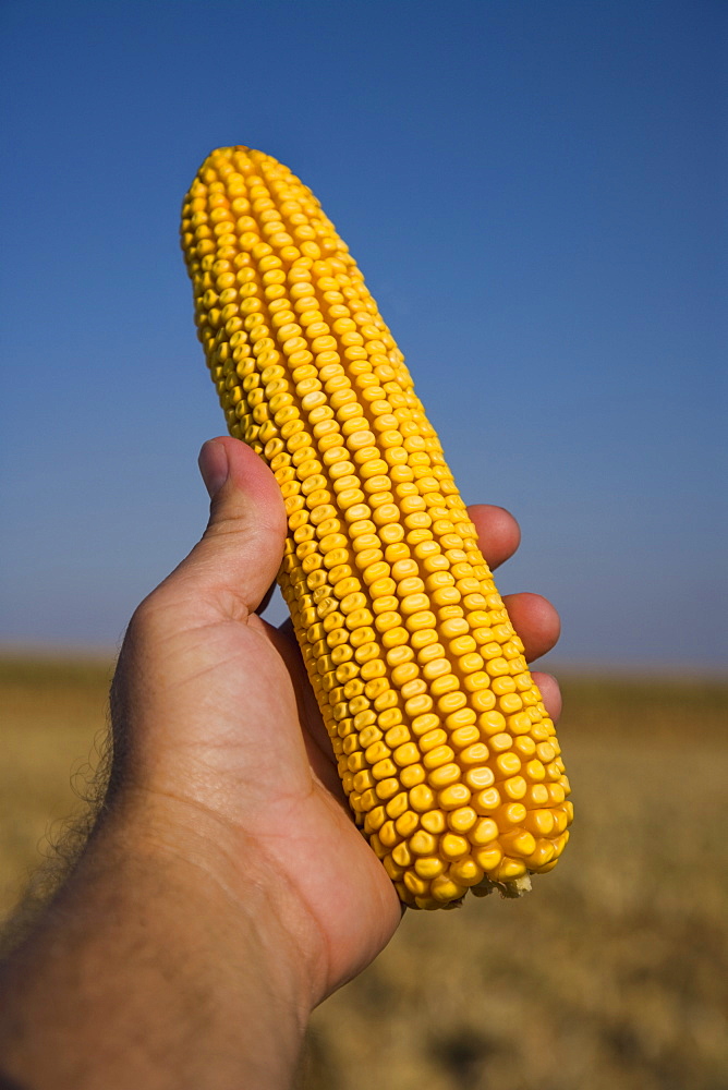 Man holding ear of corn