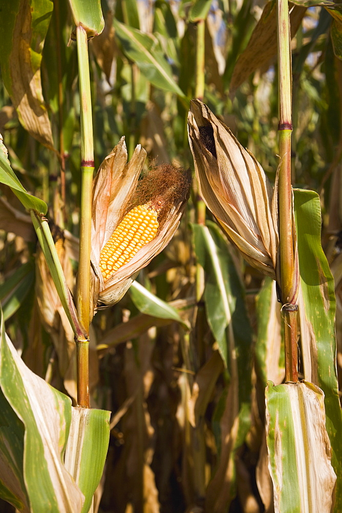 Close up of corn on stalks