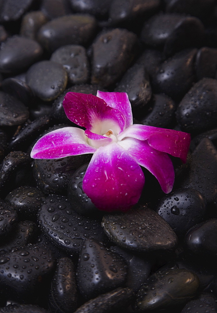 Spa treatment stones and flower