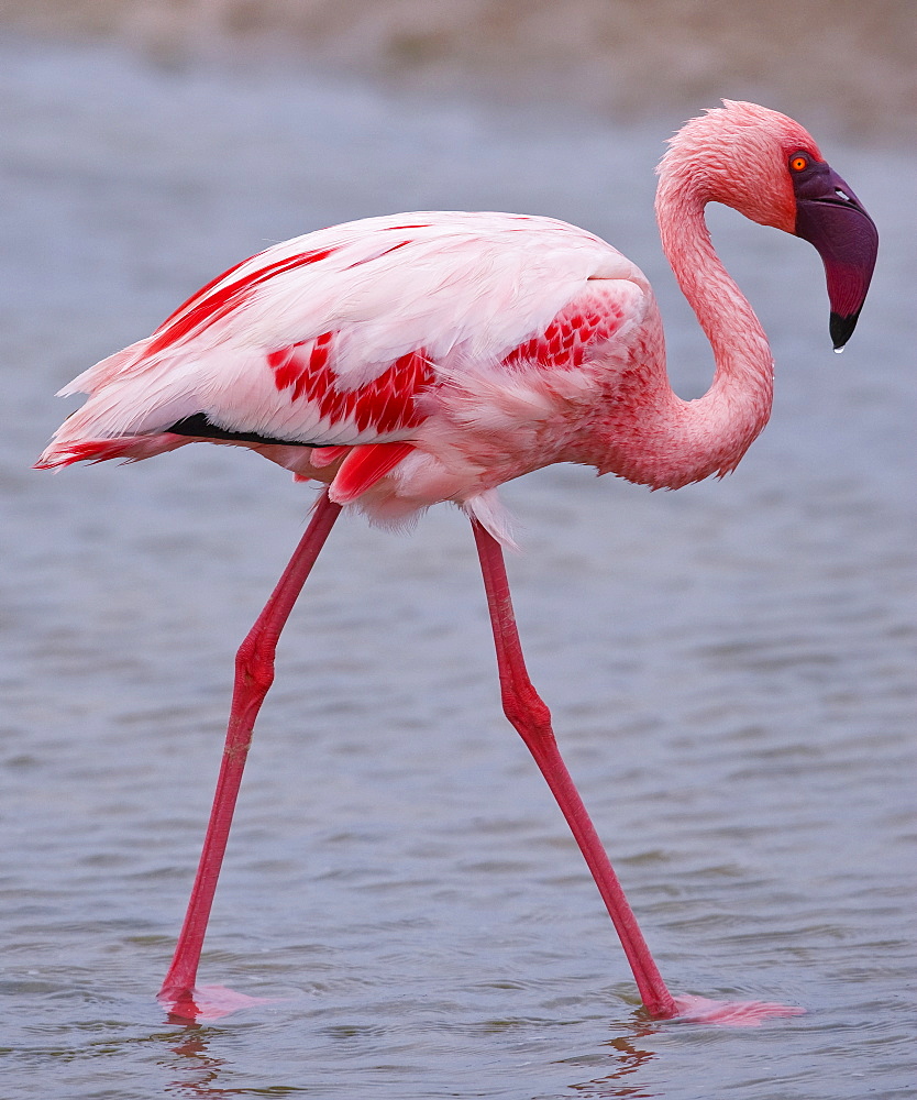 Close up of Lesser Flamingo, Namibia, Africa