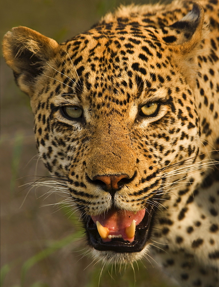 Close up of Leopard, Greater Kruger National Park, South Africa