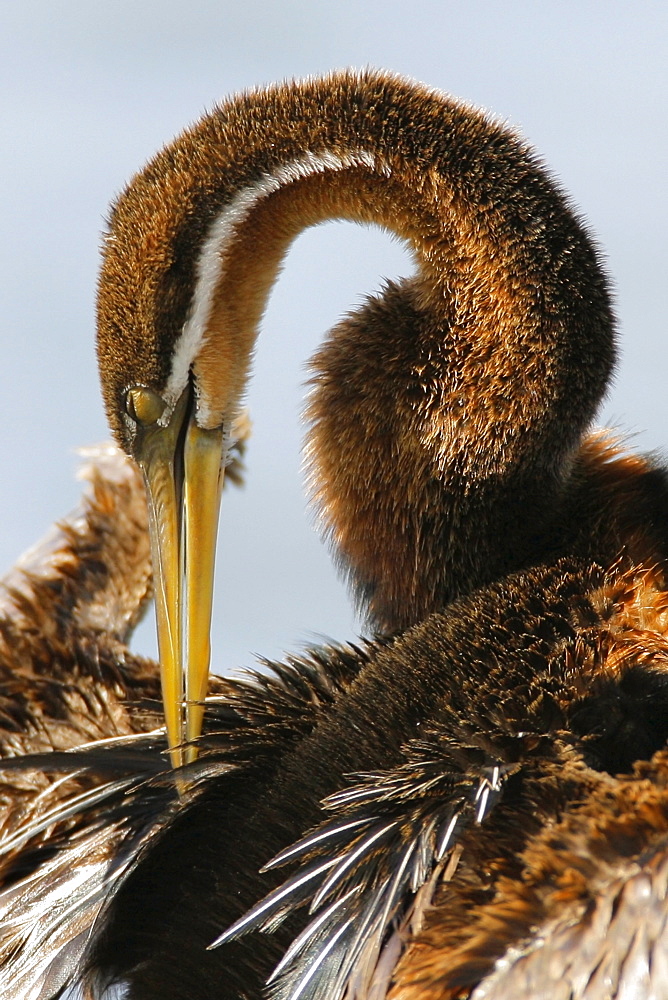 African Darter cleaning feathers, Marievale Bird Sanctuary, South Africa