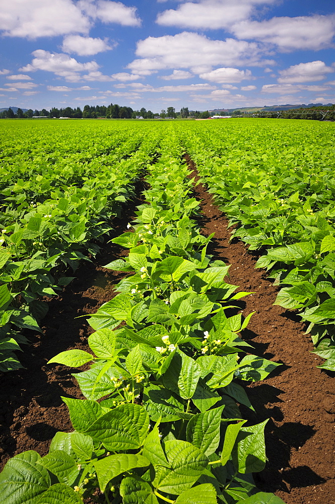 USA, Oregon, Marion County, Green bean field