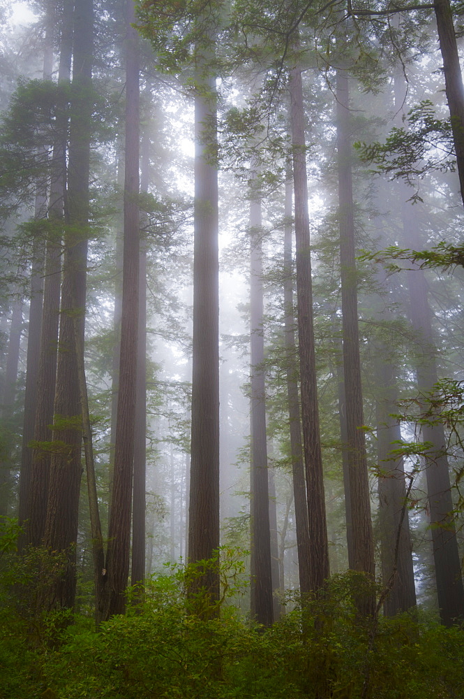 USA, California, Redwood National Park, Trees in fog