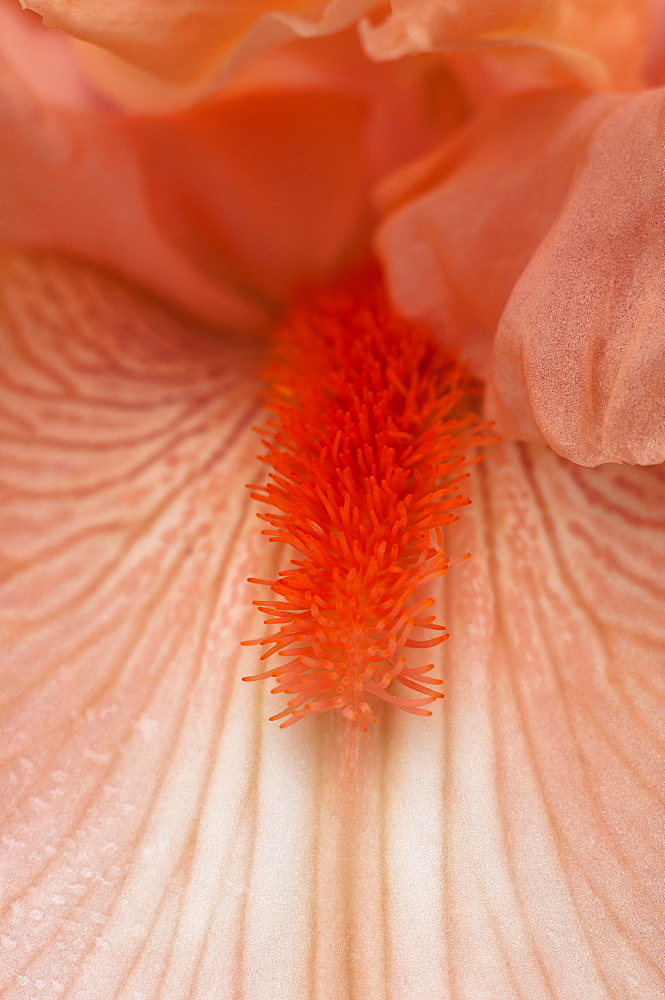 USA, Oregon, Close-up of pink iris