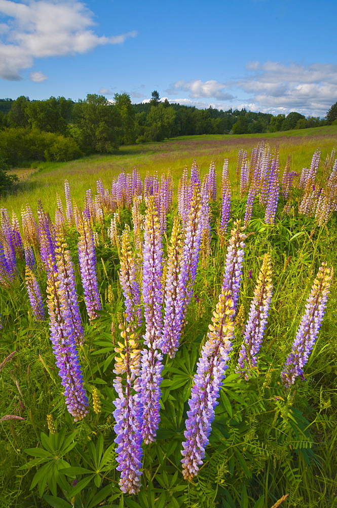 USA, Oregon, Flowering lupines