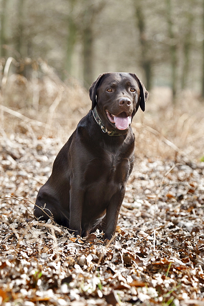 Black Labrador in forest 