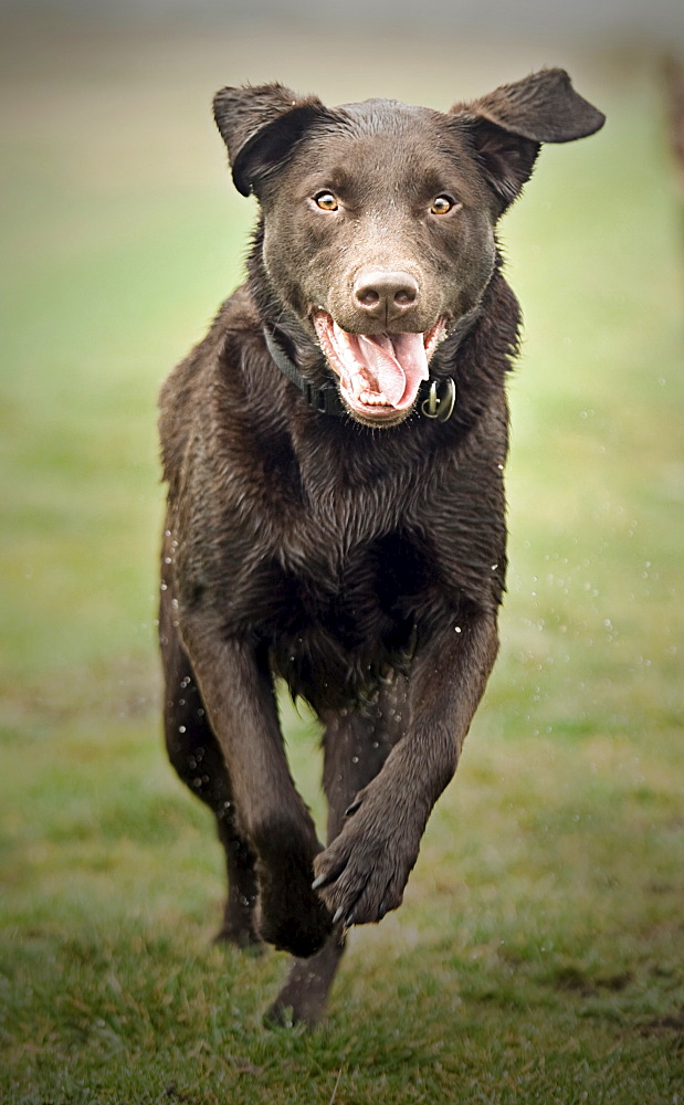 UK, Suffolk, Thetford Forest, Black dog running