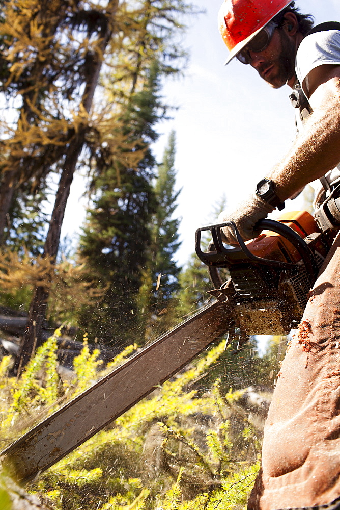 USA, Montana, Lakeside, lumberjack felling tree