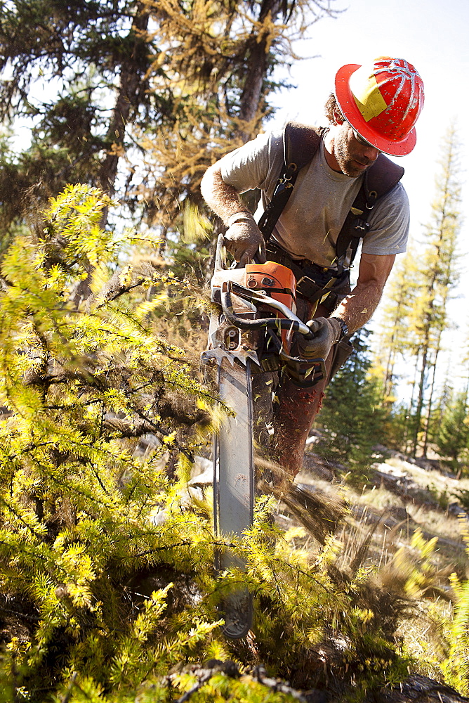 USA, Montana, Lakeside, lumberjack felling tree