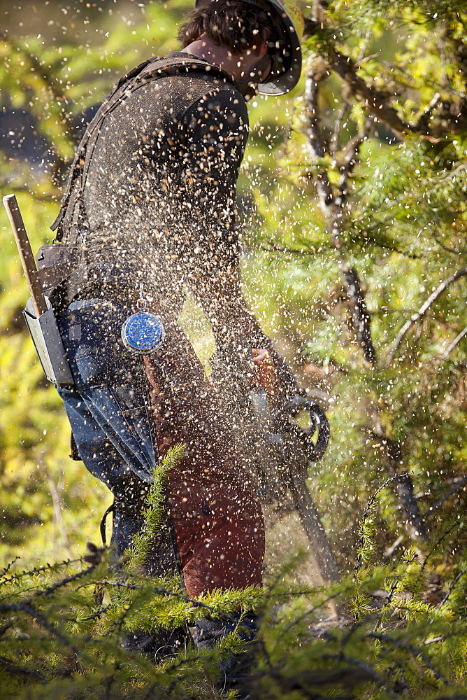 USA, Montana, Lakeside, lumberjack felling tree