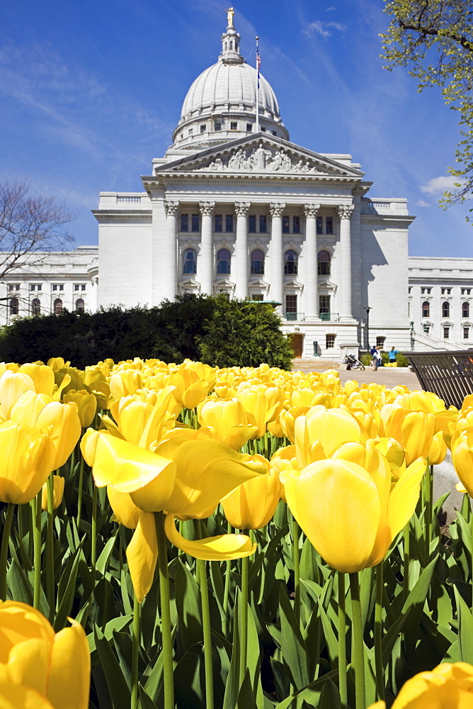 Yellow tulips outside State Capitol building 