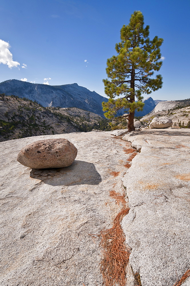 USA, California, Pine tree on rock