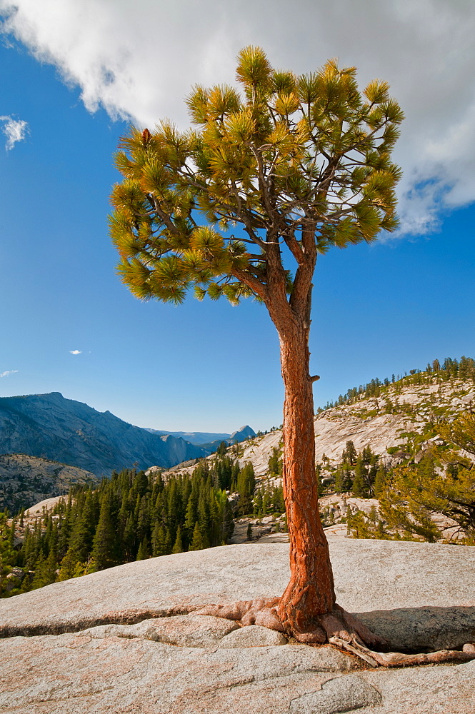 USA, California, Pine tree on rock