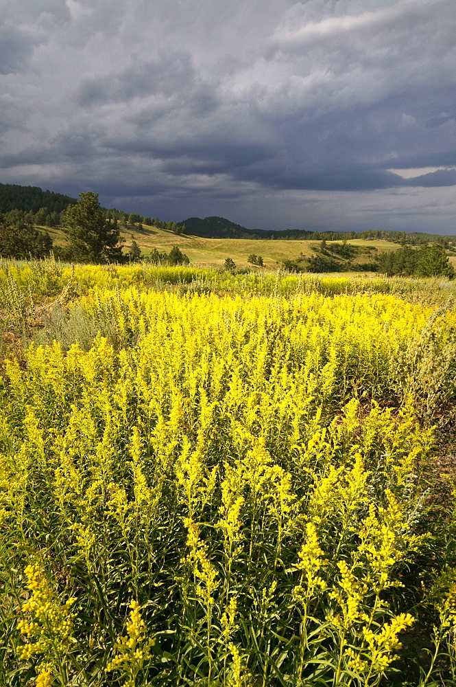 USA, South Dakota, Flowers and storm