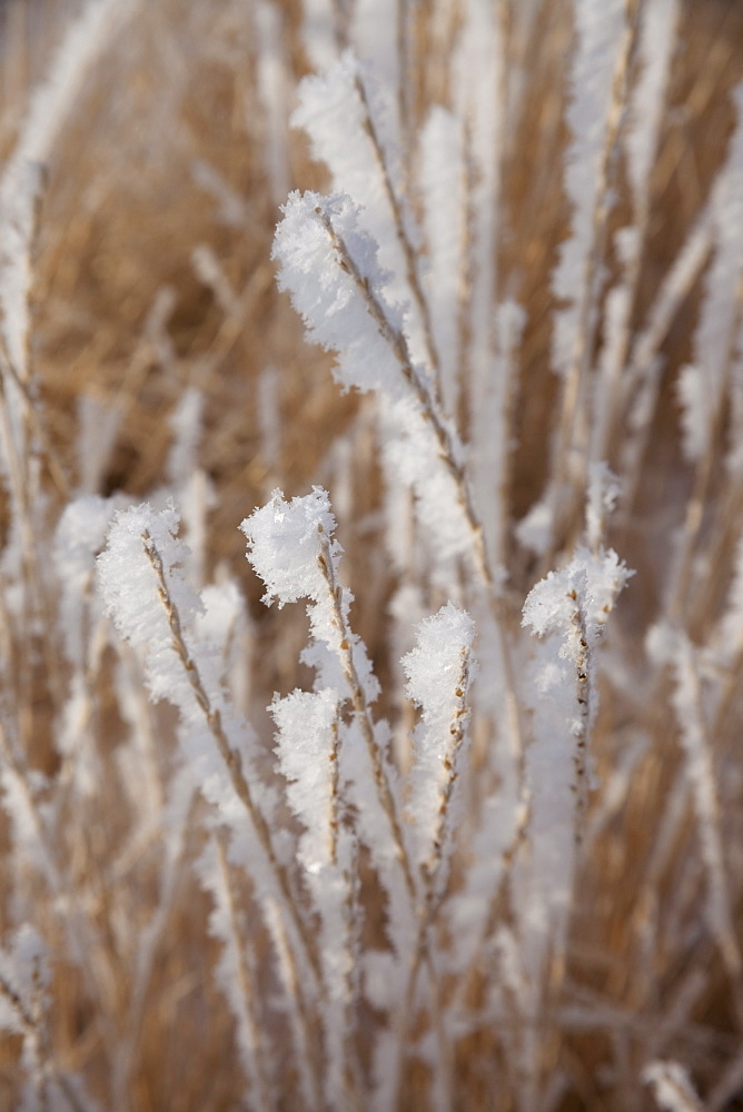 Frost on grass