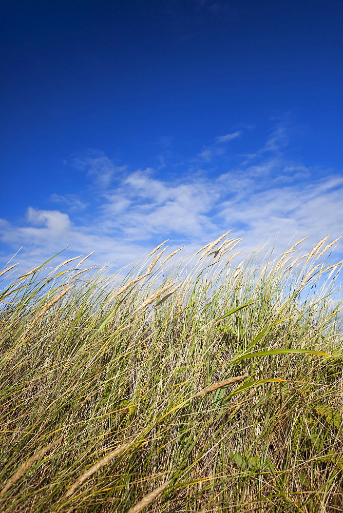 Dunes of the Oregon Coast grows sea grass, Bandon, OR