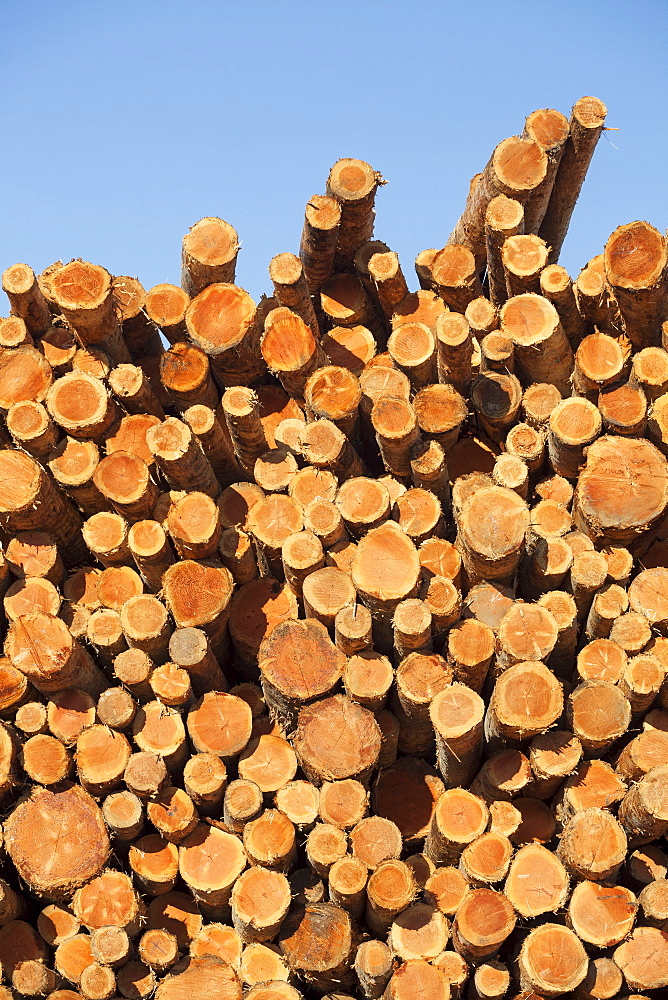 Stacks of logs to be used for lumber, Coos Bay, Or