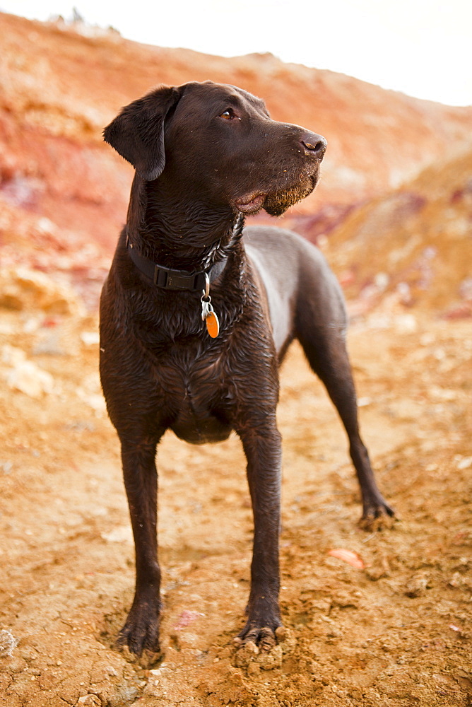 Portrait of dog