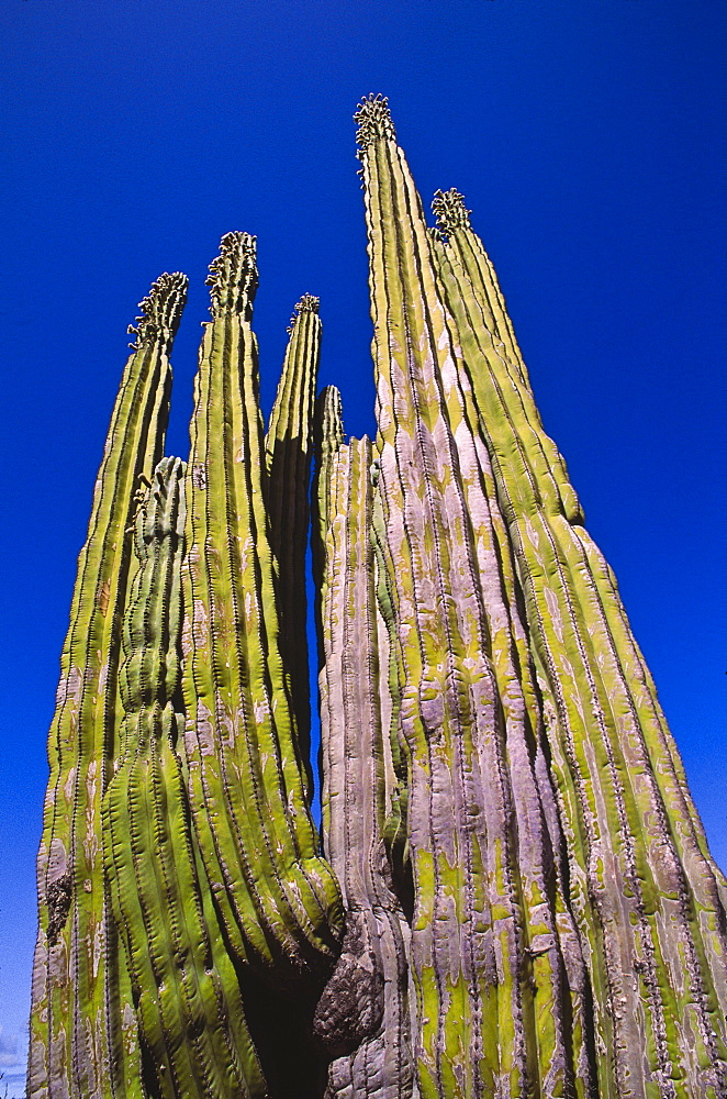 Mexico, Baja California, Cardon Cactus
