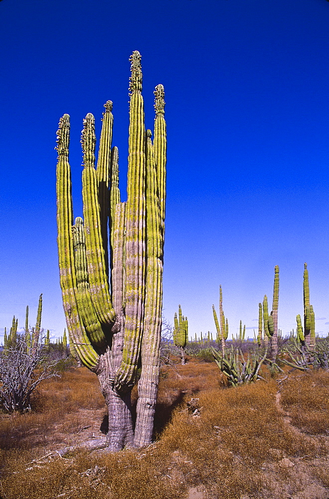 Mexico, Baja California, Cardon Cactus