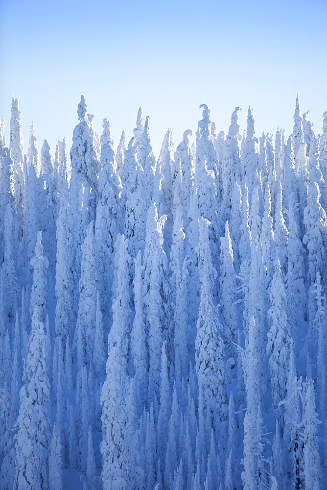 Trees covered with fresh snow, USA, Montana, Whitefish