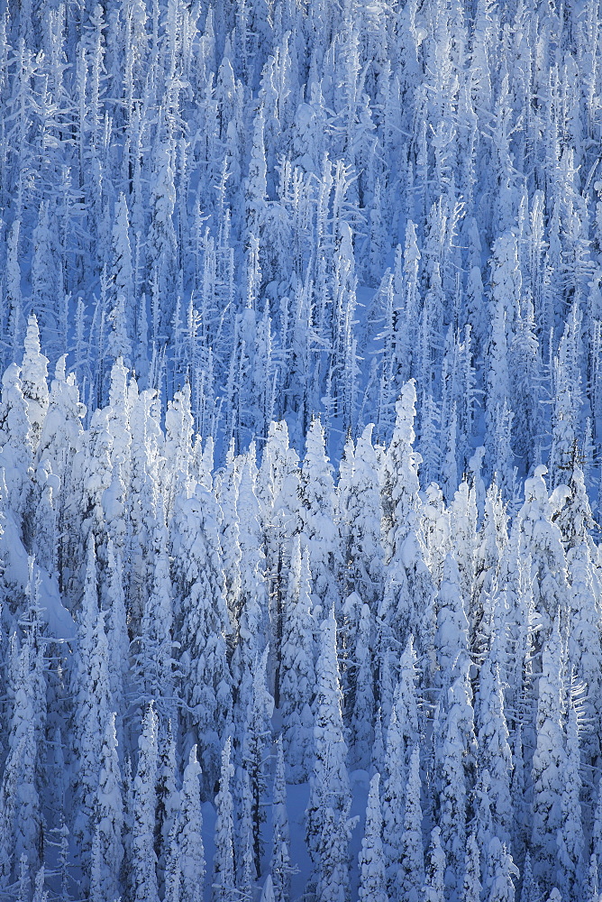 Trees covered with fresh snow, USA, Montana, Whitefish