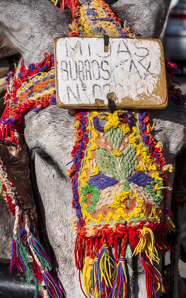 Close up of colorful harness on donkeys head, Mijas, Spain