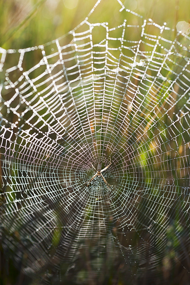 USA, South Dakota, Spider in web in Badlands National Park