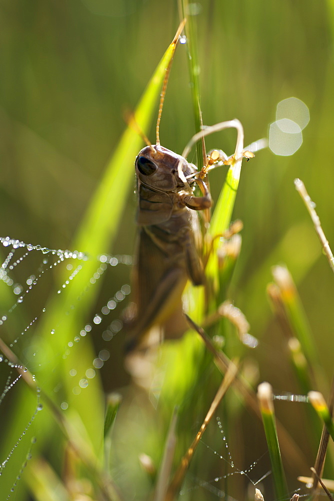 USA, South Dakota, Grasshopper on blade of grass in Badlands National Park