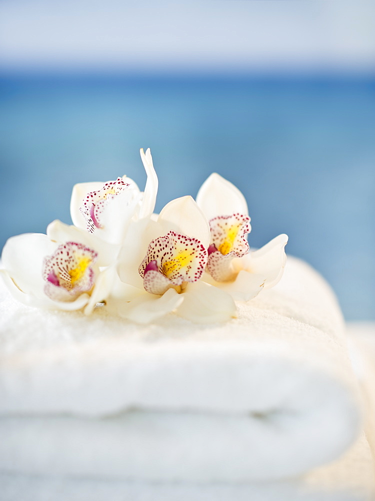 USA, New Jersey, Jersey City, spa elements with orchids