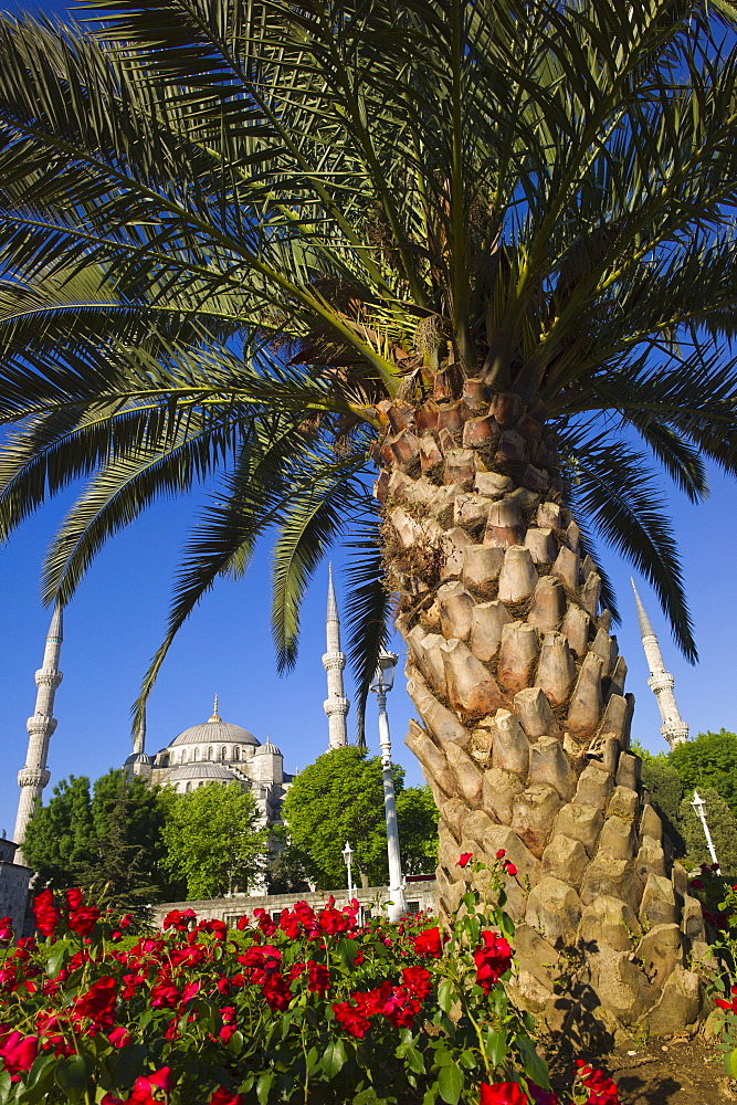 Turkey, Istanbul, palm tree near Sultanahmet Mosque