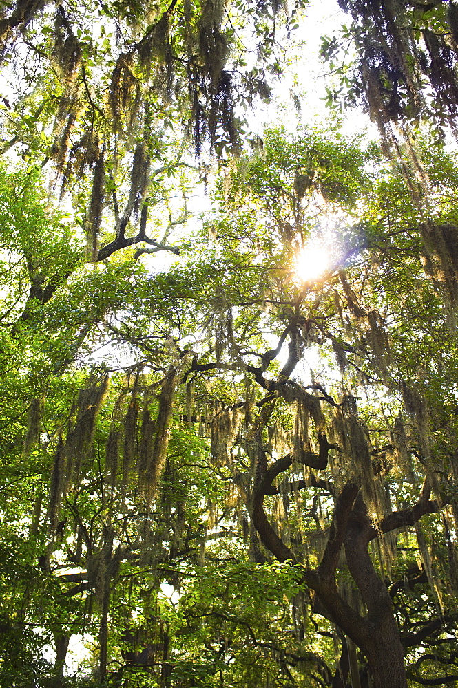 USA, Georgia, Savannah, Oak trees with spanish moss