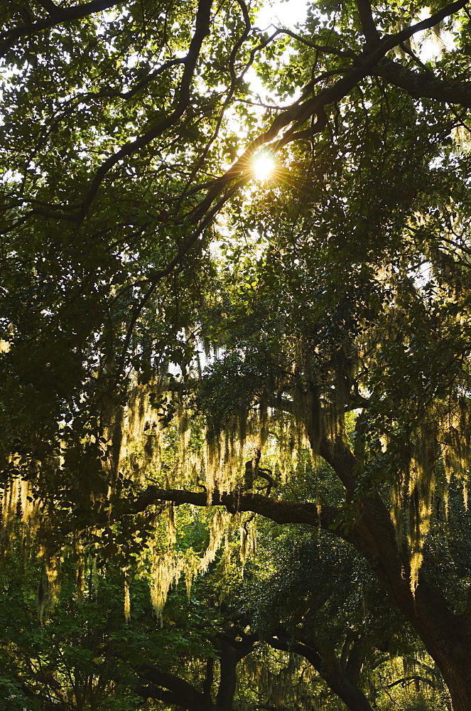 USA, Georgia, Savannah, Oak trees with spanish moss