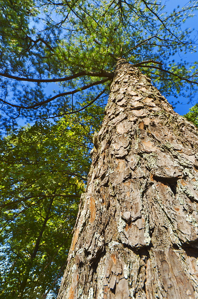 USA, Georgia, Stone Mountain, Low angle view of pine tree in forest
